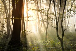 Waldlandschaft mit einem Lichtstrahl | © Stefan Körber - Fotolia